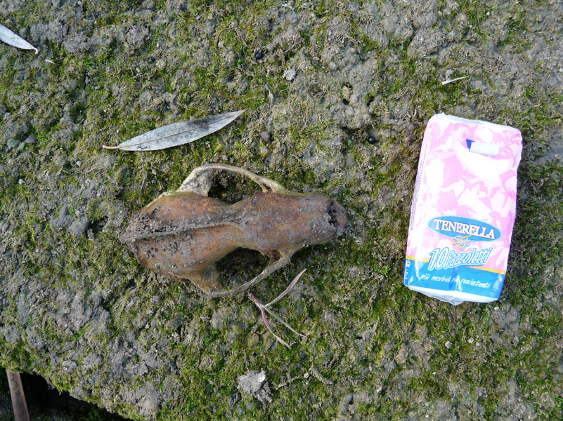 identificazione cranio. Tasso